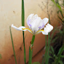 Fortnight Lily or African Iris
