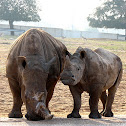 The Wide-Lipped Rhino, a.k.a. The White Rhino
