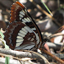 Lorquin's Admiral