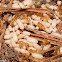 Citronella Ants