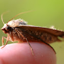 Large Yellow Underwing