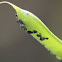 black bean aphid