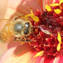 honey bee