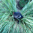 Tasmanian devil