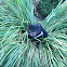 Tasmanian devil