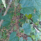 Muskidine vine