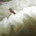 Red flour beetle