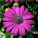 Unknown Flower