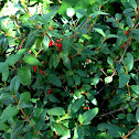 Morrow's honeysuckle