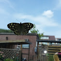 Speckled Wood