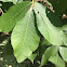 Hickory tree