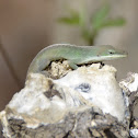 Carolina Anole