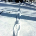 Squirrel tracks