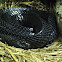 Eastern Black Indigo