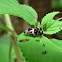 Chrysomelid beetle