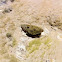 Sea Hare