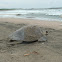 Lepidochelys olivacea