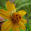 Crab Spider