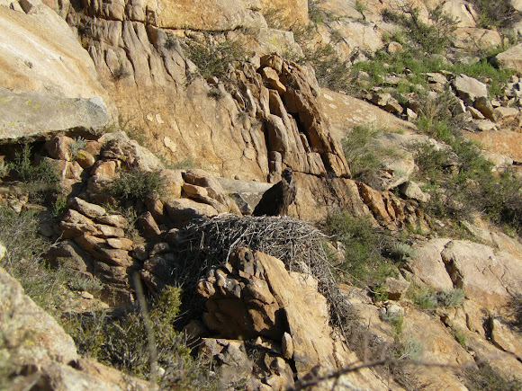 Spotting Image 1