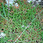 Mediterannean Clubmoss