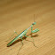 Zebra mantid