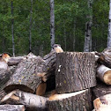 Woodchuck