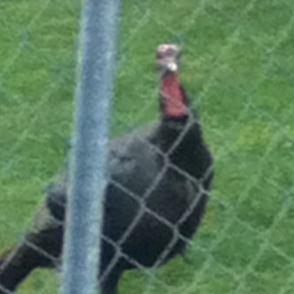 Spotting Image 1