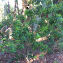 Wax Myrtle