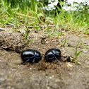 General Dung Beetle