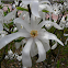 Magnolia Stellata