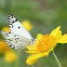 Brown-veined White