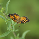  Pearl Crescent