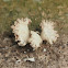 Schizophyllum