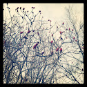 Sumac