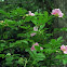 Swamp Rose