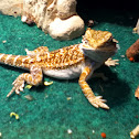 Bearded dragon