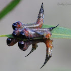 Sawfly