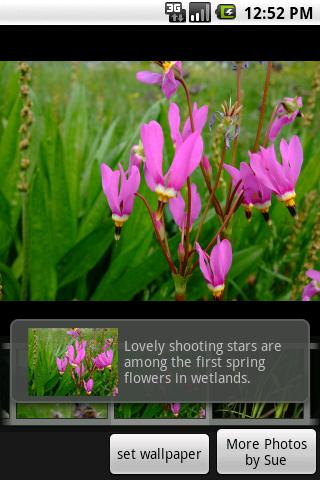 Wild Alaska Flowers