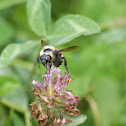 Bumble bee