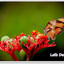 butterfly Dryas iulia