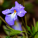 birdsfoot violet