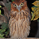Philippine Eagle-Owl