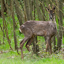 Roe deer
