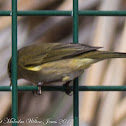 Chiffchaff; Mosquitero Común