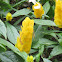 Lollipop plant