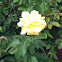 Yellow rose