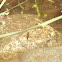 Mayfly Nymph