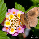 Meadow Brown Butterfly