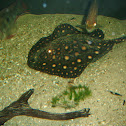 Freshwater Stingray & unknown fish