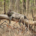 Gray Langur